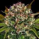 Strawberry Cheesecake Auto (Barney's Farm) Feminizada
