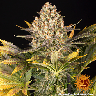 Banana Punch (Barney's Farm) feminizada