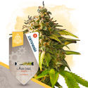 Lava Cake Autoflorescente (Sementes Zamnesia) Feminizada