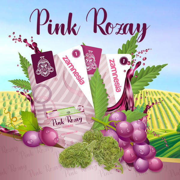 Pink Rozay (Zamnesia Seeds) feminizada