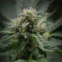 Pink Rozay (Zamnesia Seeds) feminizada