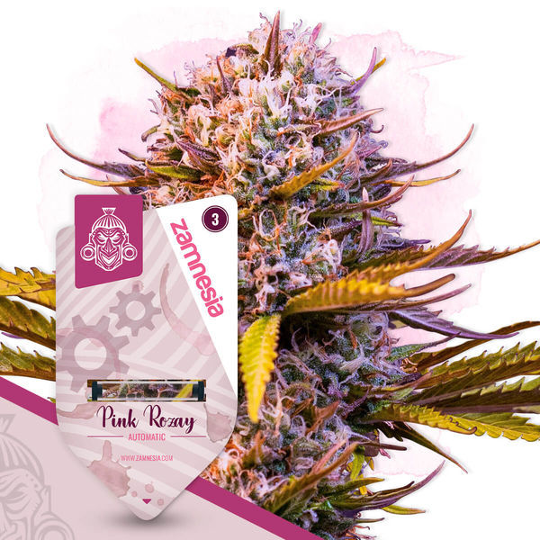 Pink Rozay Autoflower (Zamnesia Seeds) feminizada