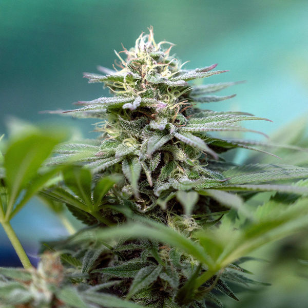 Apple Fritter (Zamnesia Seeds) feminizada