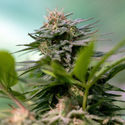 Apple Fritter (Zamnesia Seeds) feminizada