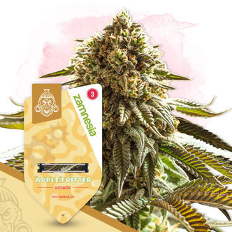 Apple Fritter Auto (Sementes Zamnesia) feminizada