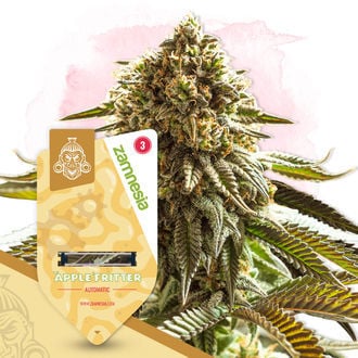 Apple Fritter Autoflower (Zamnesia Seeds) feminizada