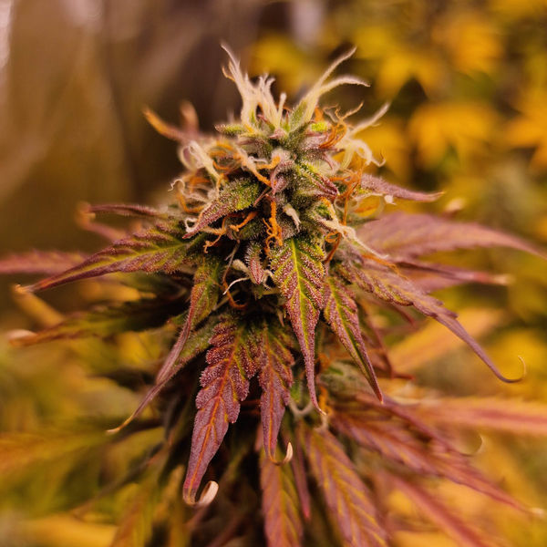 Apple Fritter Autoflower (Zamnesia Seeds) feminizada