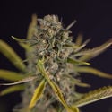 Apple Fritter Autoflower (Zamnesia Seeds) feminizada