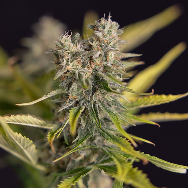 Apple Fritter Autoflower (Zamnesia Seeds) feminizada