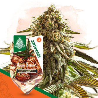 Apple Fritter Autoflower (Zamnesia Seeds) feminizada