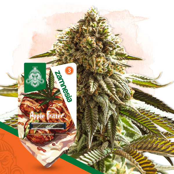 Apple Fritter Autoflower (Zamnesia Seeds) feminizada
