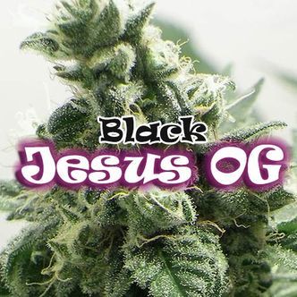 Black Jesus OG (Dr Underground) Feminizada