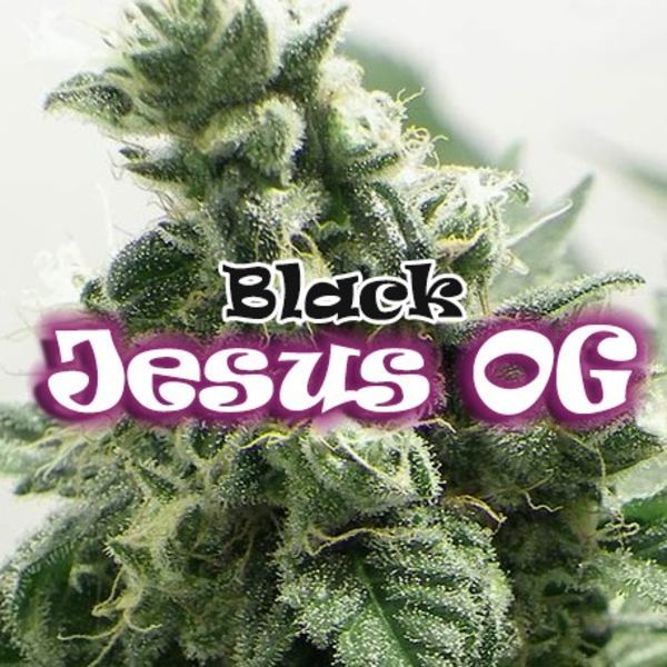 Black Jesus OG (Dr Underground) Feminizada