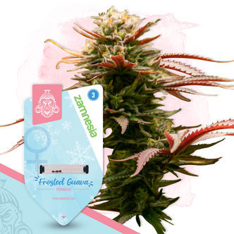 Frosted Cereal (Zamnesia Seeds) feminizada