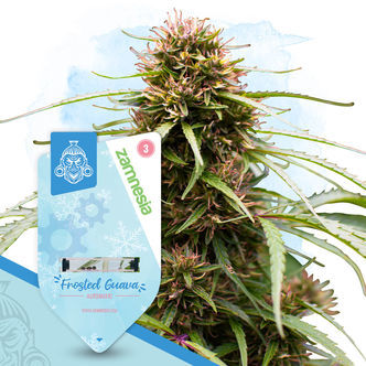 Frosted Cereal Automatic (Zamnesia Seeds) feminizada