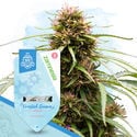 Frosted Guava Autoflower (Zamnesia Seeds) feminizada
