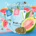 Frosted Guava Autoflower (Zamnesia Seeds) feminizada