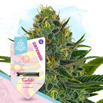 Gelato Autoflower (Zamnesia Seeds) feminizada