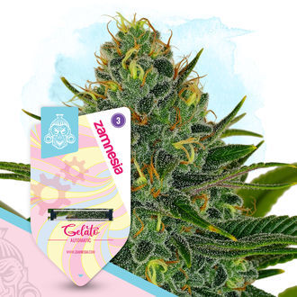 Gelato Autoflower (Zamnesia Seeds) feminizada