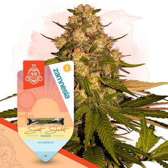 Sunset Sherbet (Zamnesia Seeds) feminizada