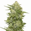 GG-48 (Nirvana) Feminizada