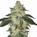 Aurora Indica Auto (Nirvana) Feminizada