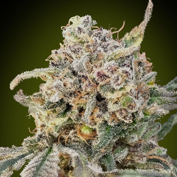 Auto Somango Glue (Advanced Seeds) Feminizada