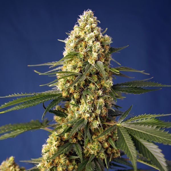 Strawberry Banana Gelato XL Auto (Sweet Seeds) feminizada