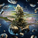 Intergalactic Kush (Kannabia x Zamnesia) feminizada