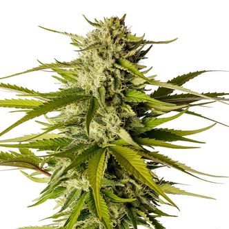 Break-Up Cake (Kannabia) Feminizada