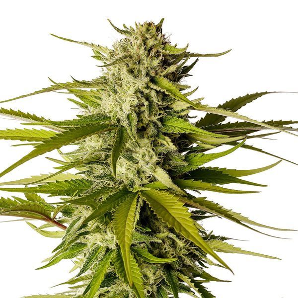 Bolo de separação (Kannabia) Feminizada