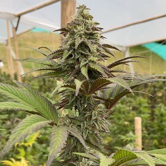 Dosidos (Kannabia) Feminizada