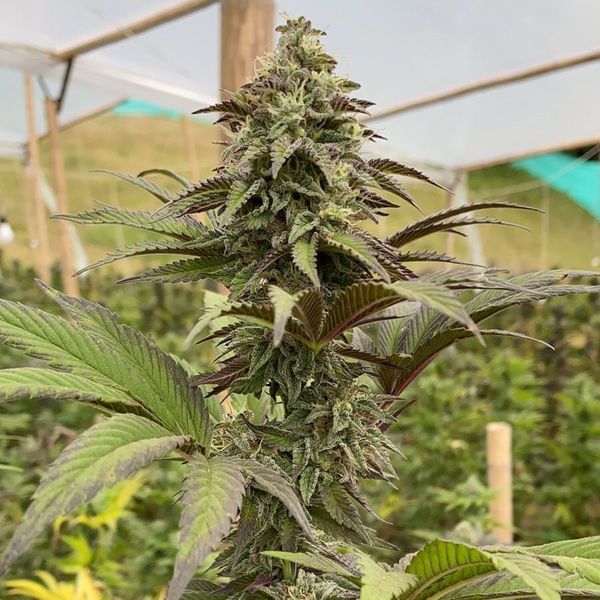 Dosidos (Kannabia) Feminizada