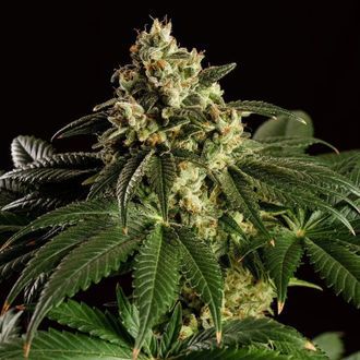 Dream Sherbet (Kannabia) Feminizada