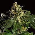 Dream Sherbet (Kannabia) Feminizada