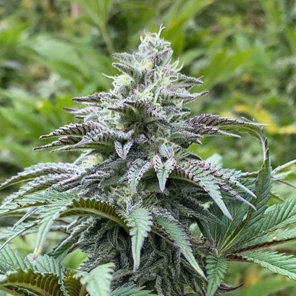 Zkit Kandy Dream Auto (Kannabia) feminizada