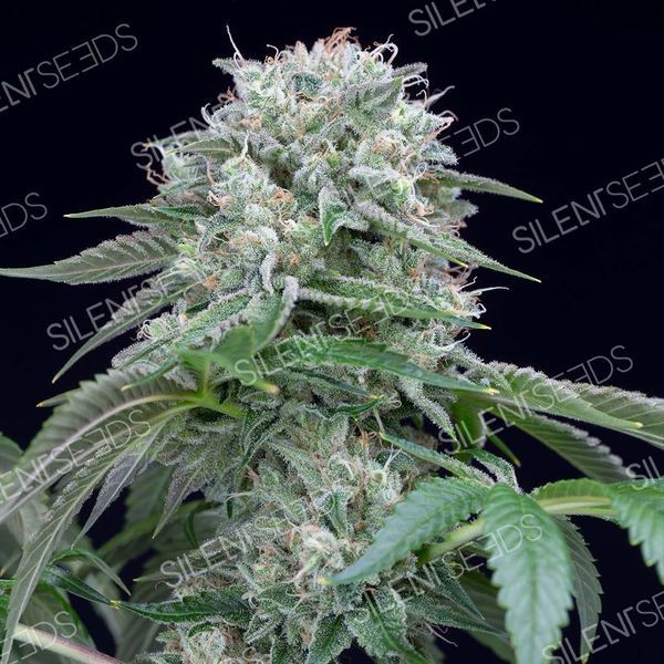 Starfire OG (Silent Seeds) feminizada