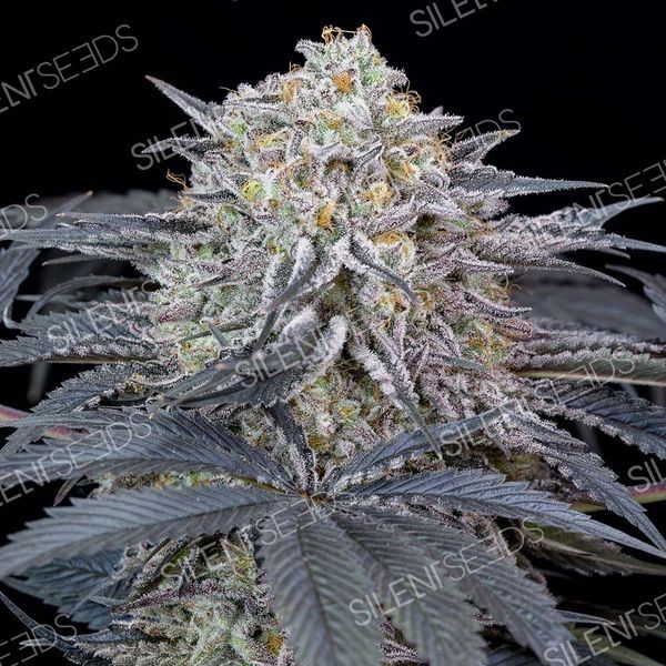 Watermelon Runtz (Silent Seeds) feminizada