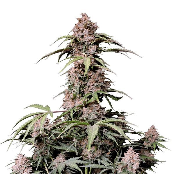 Amnesia Zkittlez Auto (FastBuds) feminizada