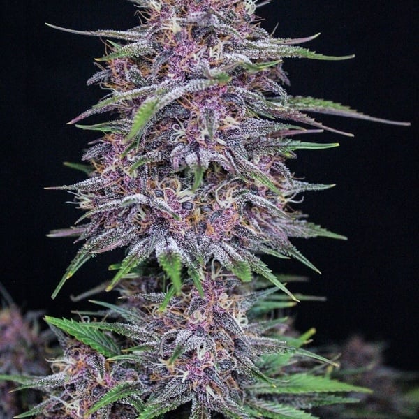 Banana Purple Punch Auto (FastBuds) feminizada