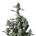 Gorilla Zkittlez Auto (FastBuds) feminizada