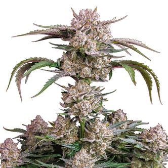 Strawberry Gorilla Auto (FastBuds) feminizada