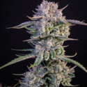 Strawberry Gorilla Auto (FastBuds) feminizada