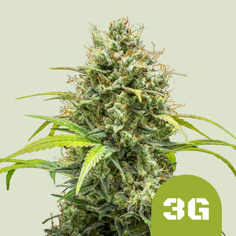 Triple G Automatic (Royal Queen Seeds) Feminizada