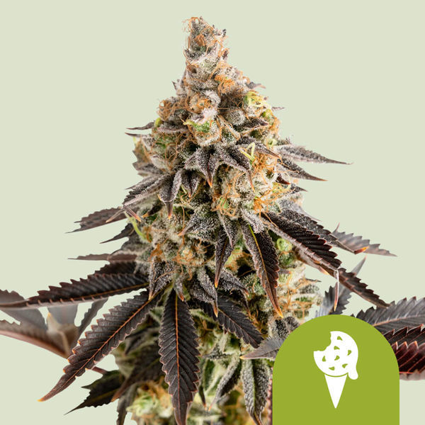 Cookies Gelato Autoflorescente (Royal Queen Seeds) Feminizada