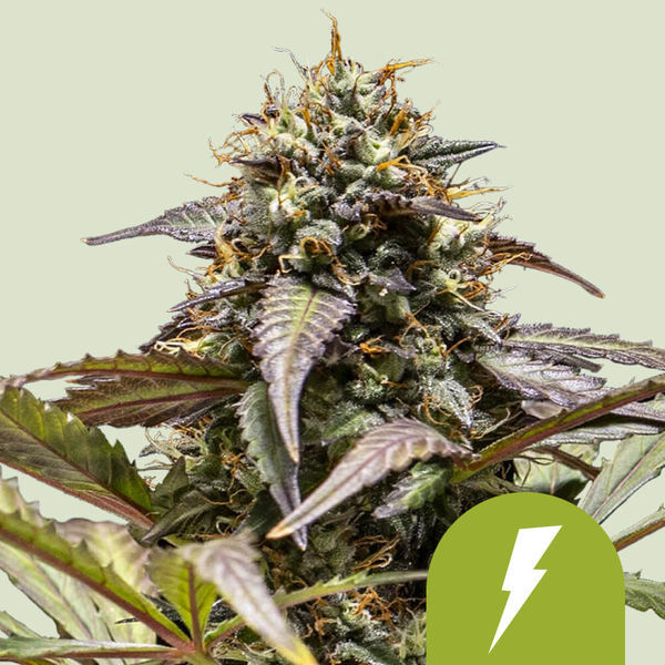 North Thunderfuck Autoflorescente (Royal Queen Seeds) Feminizada