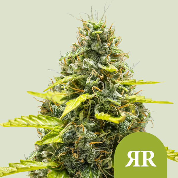 Royal Runtz Autoflorescente (Royal Queen Seeds) feminizada