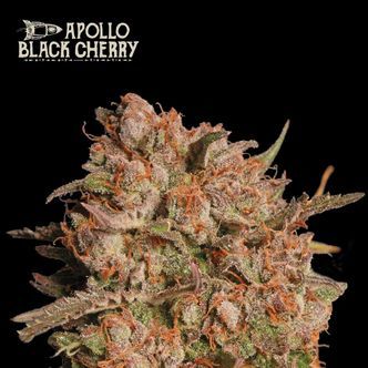 Apollo Black Cherry Auto (Seedstockers) feminizada