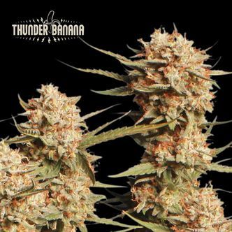 Thunder Banana Auto (Seedstockers) feminizada