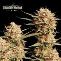 Thunder Banana Auto (Seedstockers) feminizada